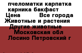 пчеломатки карпатка карника бакфаст F-1 › Цена ­ 800 - Все города Животные и растения » Другие животные   . Московская обл.,Лосино-Петровский г.